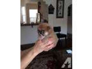Pomeranian Puppy for sale in MANHATTAN BEACH, CA, USA