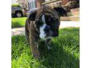 Bulldog Puppy for sale in Sioux City, IA, USA