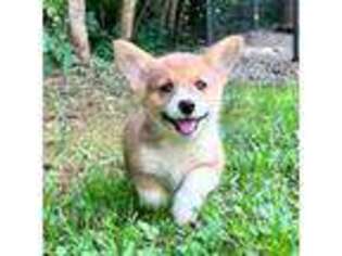 Pembroke Welsh Corgi Puppy for sale in Taylorsville, NC, USA