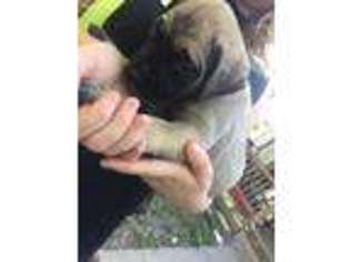 Mastiff Puppy for sale in Blue Rapids, KS, USA