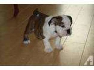 Bulldog Puppy for sale in ALTA LOMA, CA, USA