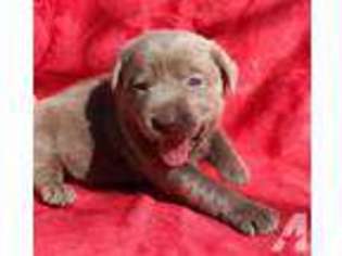Labrador Retriever Puppy for sale in MERIDIAN, TX, USA
