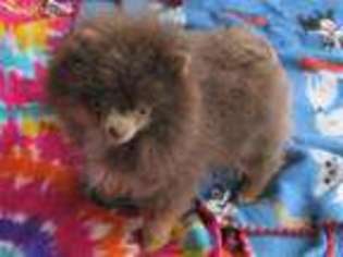 Pomeranian Puppy for sale in Tulsa, OK, USA