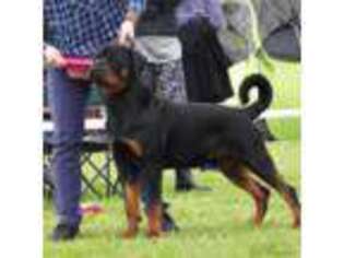 Rottweiler Puppy for sale in Catawissa, PA, USA