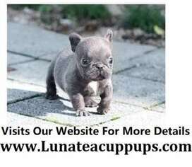 French Bulldog Puppy for sale in Wilmington, DE, USA