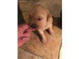 Golden Retriever Puppy for sale in Finlayson, MN, USA