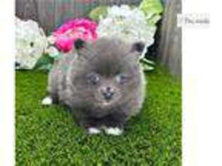 Pomeranian Puppy for sale in Fort Wayne, IN, USA