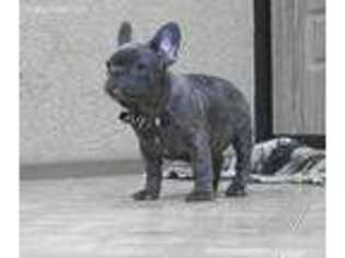 French Bulldog Puppy for sale in Mill Valley, CA, USA