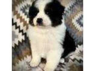 Mutt Puppy for sale in Munnsville, NY, USA