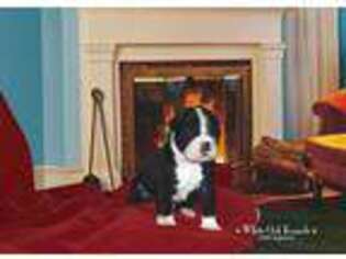 Olde English Bulldogge Puppy for sale in New Kensington, PA, USA
