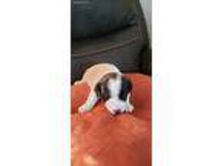 Jack Russell Terrier Puppy for sale in Wantagh, NY, USA