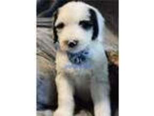 Old English Sheepdog Puppy for sale in Newport, TN, USA