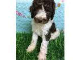 Labradoodle Puppy for sale in Petal, MS, USA