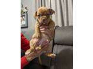 Mutt Puppy for sale in Seekonk, MA, USA