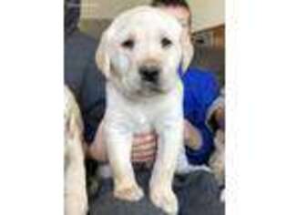 Labrador Retriever Puppy for sale in Galena, IL, USA