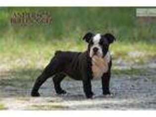 Olde English Bulldogge Puppy for sale in Auburn, AL, USA