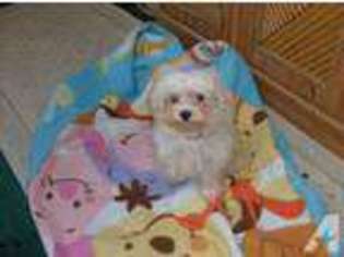 Maltese Puppy for sale in PARTLOW, VA, USA