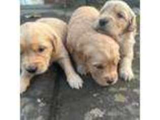 Golden Retriever Puppy for sale in Greenwich, CT, USA