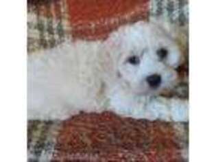 Coton de Tulear Puppy for sale in Gray Court, SC, USA