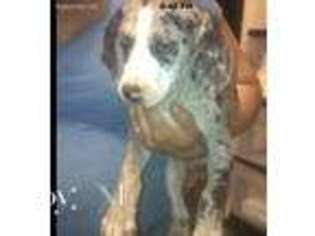 Catahoula Leopard Dog Puppy for sale in Bethel Springs, TN, USA