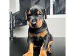 Doberman Pinscher Puppy for sale in Omaha, NE, USA