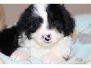 Portuguese Water Dog Puppy for sale in Massillon, OH, USA