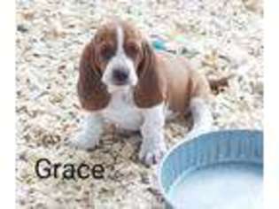 Basset Hound Puppy for sale in Leesburg, OH, USA