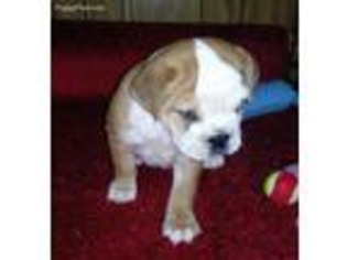 Valley Bulldog Puppy for sale in Vilonia, AR, USA