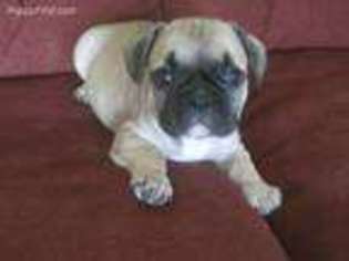 French Bulldog Puppy for sale in Bonham, TX, USA