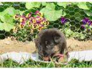 German Shepherd Dog Puppy for sale in Addison, MI, USA