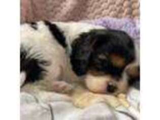 Cavalier King Charles Spaniel Puppy for sale in Hollis, OK, USA
