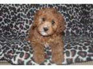 Cavapoo Puppy for sale in Fresno, OH, USA
