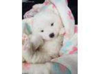 Samoyed Puppy for sale in Mount Vernon, WA, USA