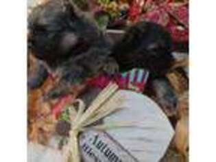 Pomeranian Puppy for sale in Eureka Springs, AR, USA