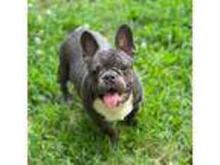 French Bulldog Puppy for sale in Chesterfield, VA, USA