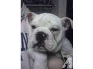 Bulldog Puppy for sale in COAL TOWNSHIP, PA, USA