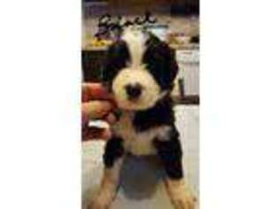 Mutt Puppy for sale in Elwood, IN, USA