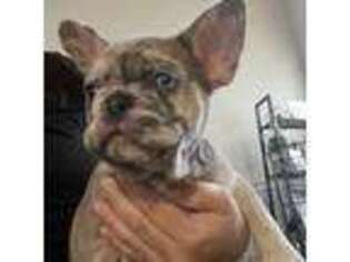 French Bulldog Puppy for sale in Centennial, CO, USA