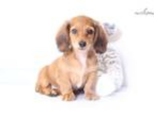 Dachshund Puppy for sale in Fort Myers, FL, USA