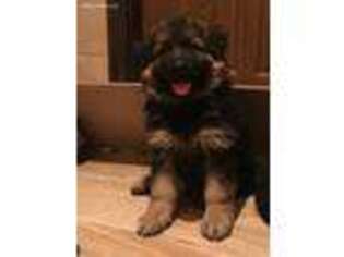 German Shepherd Dog Puppy for sale in Staten Island, NY, USA