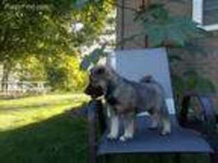 Norwegian Elkhound Puppy for sale in Sugarcreek, OH, USA
