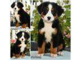 Bernese Mountain Dog Puppy for sale in Urbana, OH, USA