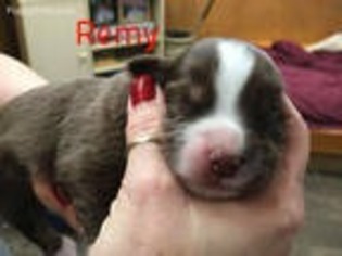 Miniature Australian Shepherd Puppy for sale in Delavan, WI, USA