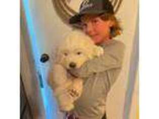 Great Pyrenees Puppy for sale in Vader, WA, USA