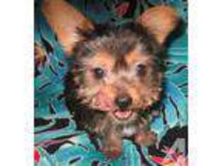 Yorkshire Terrier Puppy for sale in LOS GATOS, CA, USA