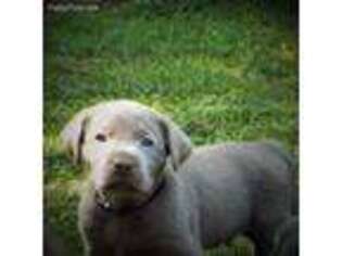 Labrador Retriever Puppy for sale in Benton, KY, USA