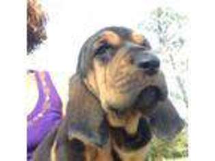 Bloodhound Puppy for sale in Valdosta, GA, USA