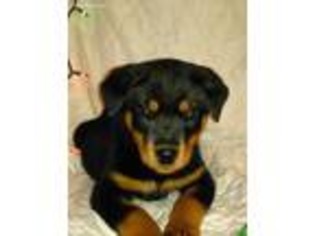Rottweiler Puppy for sale in Alliance, OH, USA