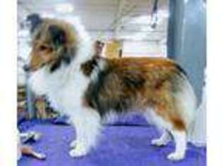 Shetland Sheepdog Puppy for sale in Seminole, OK, USA
