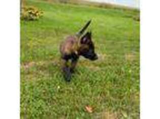 Belgian Malinois Puppy for sale in Cascade, IA, USA